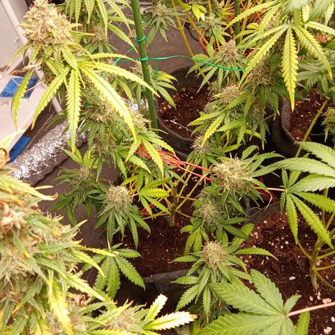 Psicodelicia growlog timeline photo