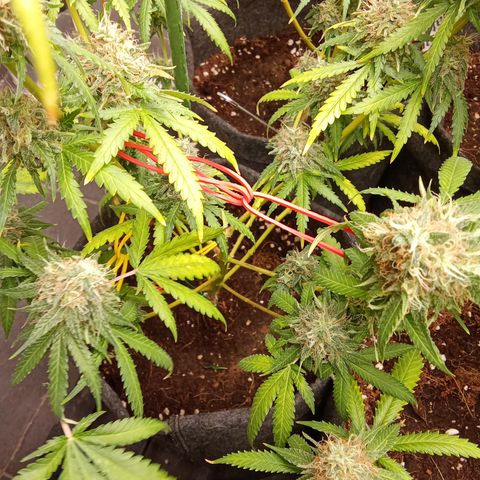 Psicodelicia growlog timeline photo