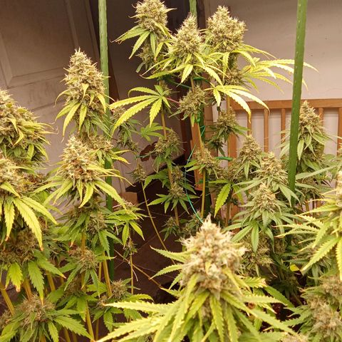 Psicodelicia growlog timeline photo