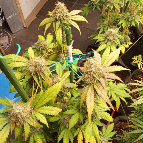 Psicodelicia growlog timeline photo
