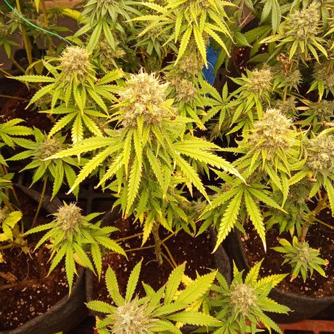 Psicodelicia growlog timeline photo