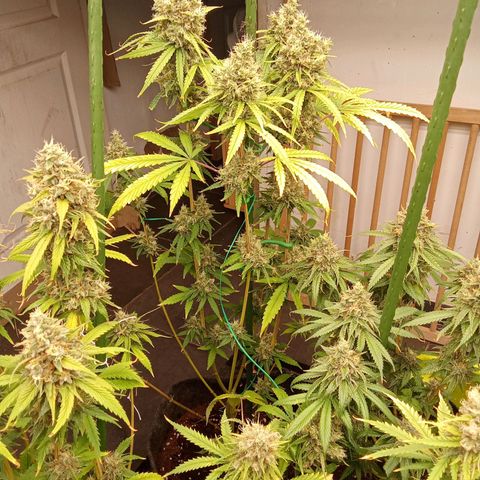 Psicodelicia growlog timeline photo