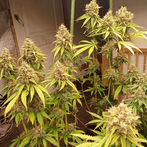 Psicodelicia growlog timeline photo
