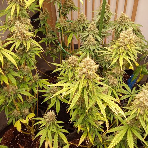 Psicodelicia growlog timeline photo