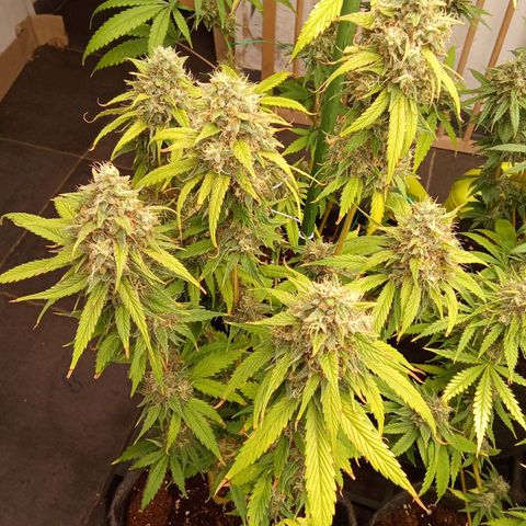 Psicodelicia growlog timeline photo
