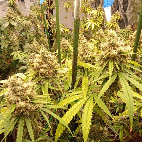 Psicodelicia growlog timeline photo