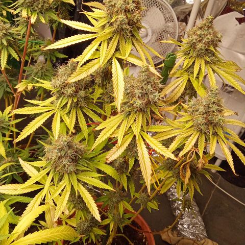 Psicodelicia growlog timeline photo