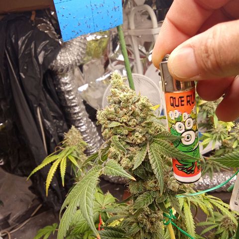 Psicodelicia growlog timeline photo