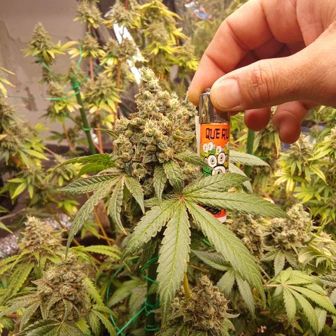 Psicodelicia growlog timeline photo