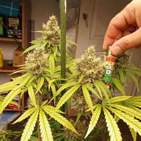 Psicodelicia growlog timeline photo
