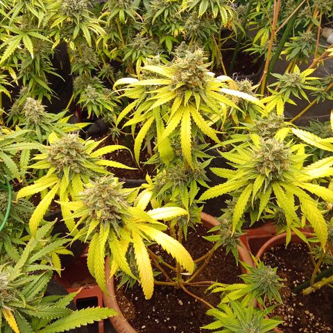 Psicodelicia growlog timeline photo