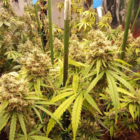 Psicodelicia growlog timeline photo