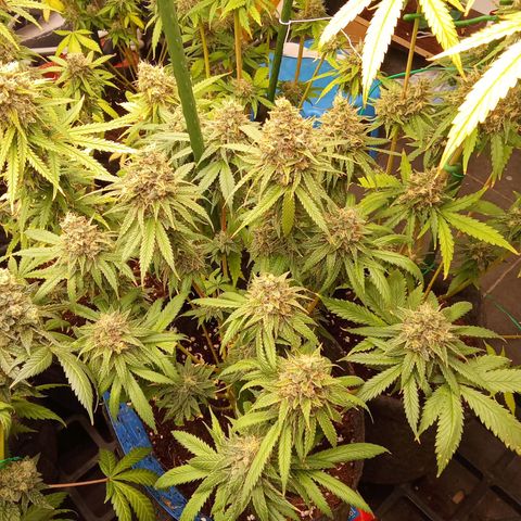 Psicodelicia growlog timeline photo