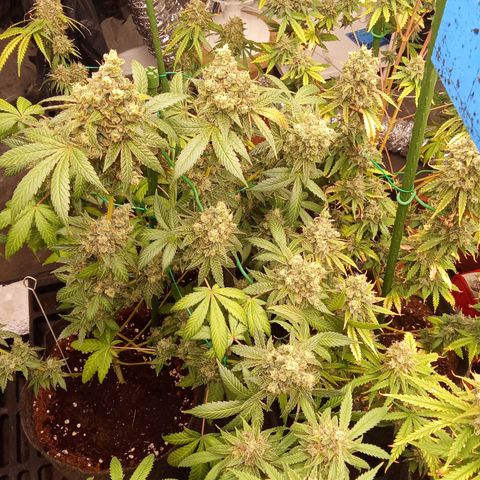Psicodelicia growlog timeline photo