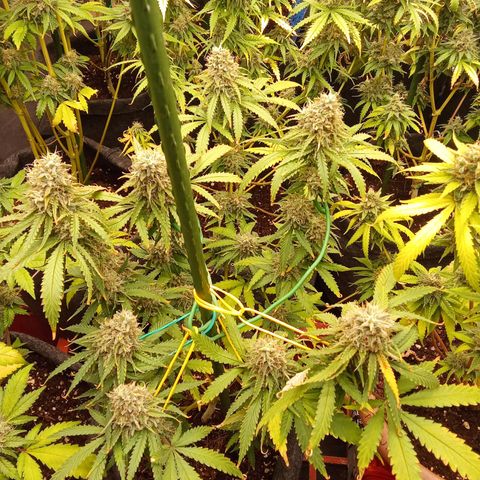 Psicodelicia growlog timeline photo