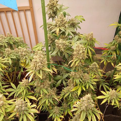 Psicodelicia growlog timeline photo