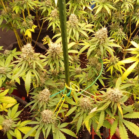 Psicodelicia growlog timeline photo