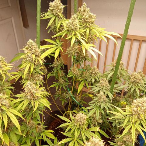 Psicodelicia growlog timeline photo