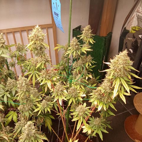 Psicodelicia growlog timeline photo
