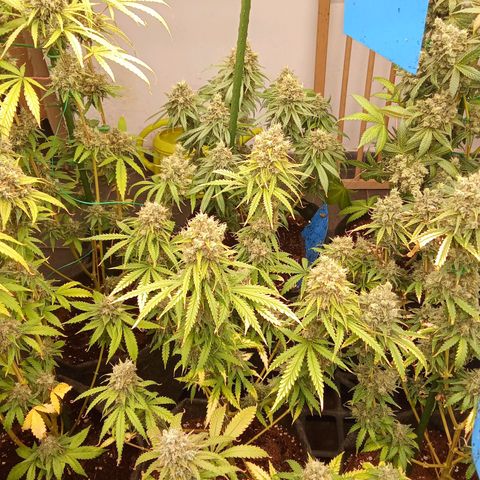 Psicodelicia growlog timeline photo