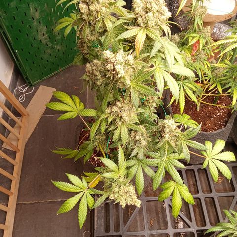 Psicodelicia growlog timeline photo