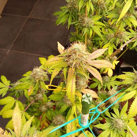 Psicodelicia growlog timeline photo