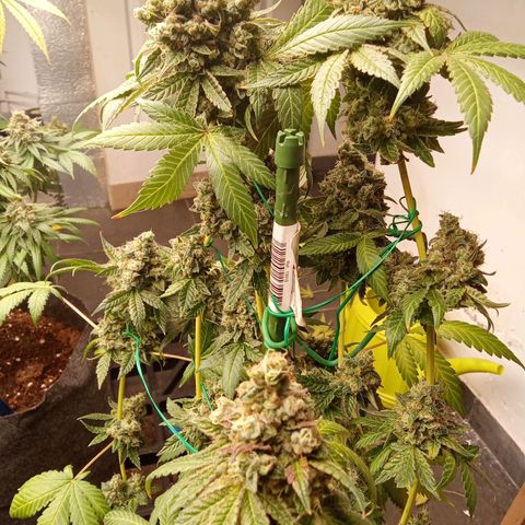 Psicodelicia growlog timeline photo