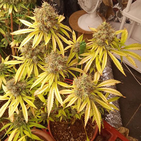 Psicodelicia growlog timeline photo