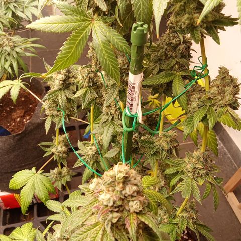 Psicodelicia growlog timeline photo