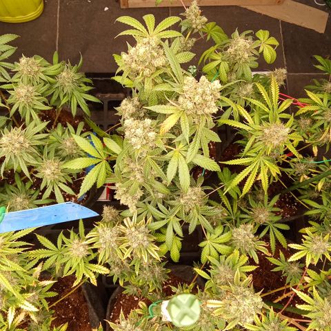 Psicodelicia growlog timeline photo