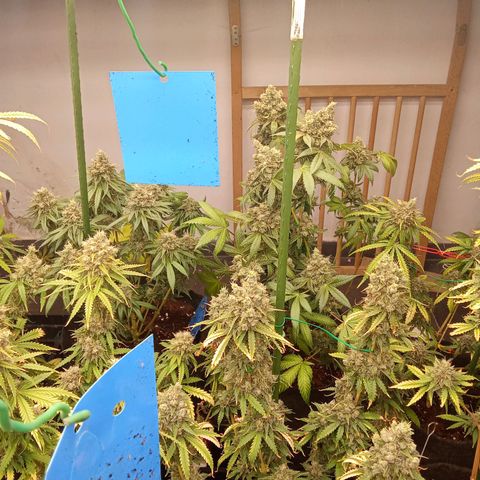 Psicodelicia growlog timeline photo