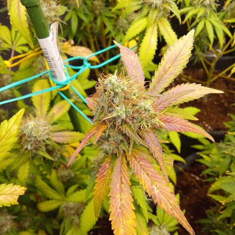 Psicodelicia growlog timeline photo