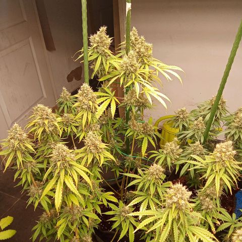 Psicodelicia growlog timeline photo