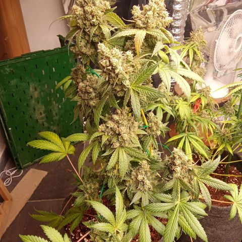 Psicodelicia growlog timeline photo