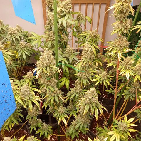 Psicodelicia growlog timeline photo