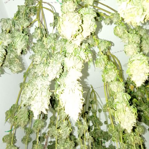 Psicodelicia growlog timeline photo