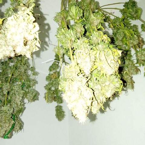 Psicodelicia growlog timeline photo
