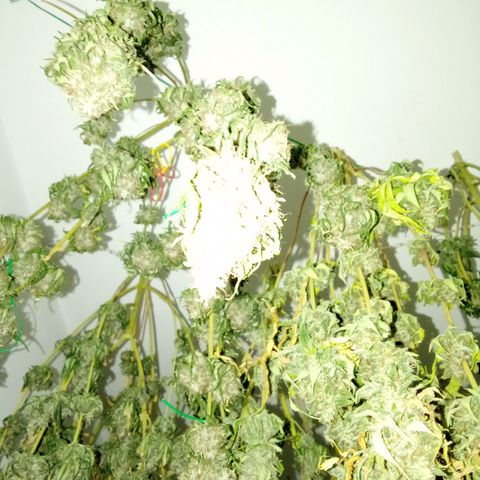 Psicodelicia growlog timeline photo
