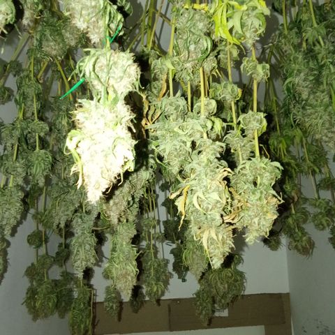 Psicodelicia growlog timeline photo
