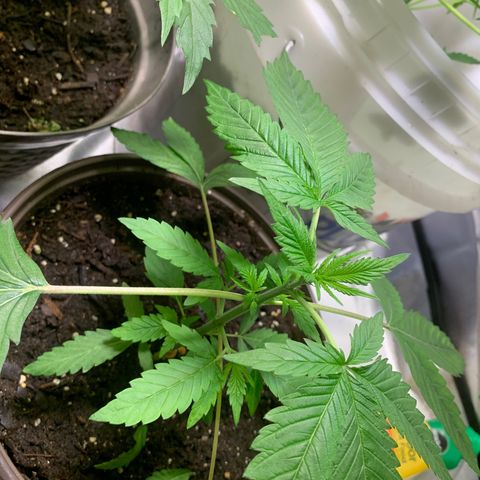 Chronic sonic  growlog timeline photo