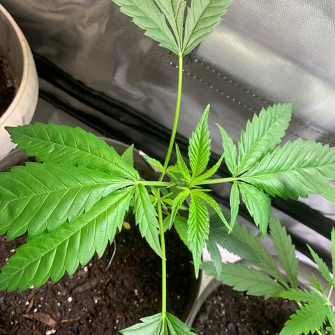 Chronic sonic  growlog timeline photo