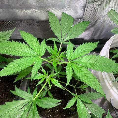 Chronic sonic  growlog timeline photo