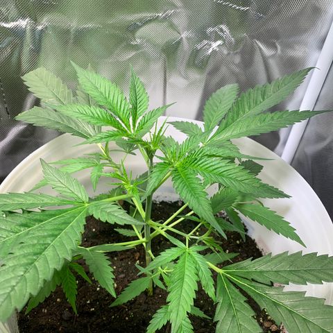 Chronic sonic  growlog timeline photo
