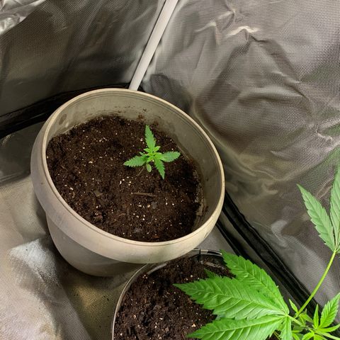 Chronic sonic  growlog timeline photo