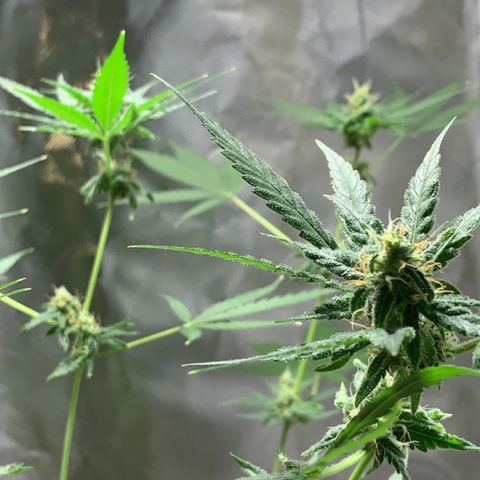 Chronic sonic  growlog timeline photo