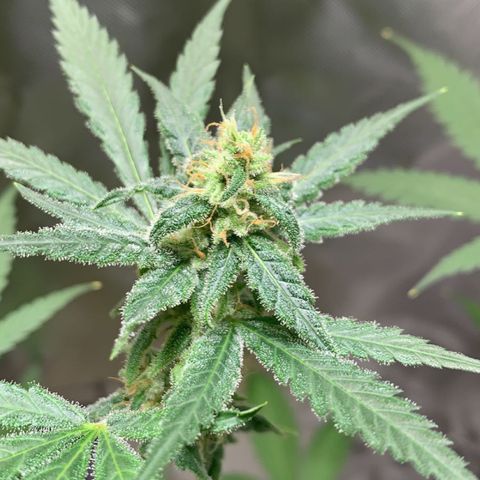 Chronic sonic  growlog timeline photo