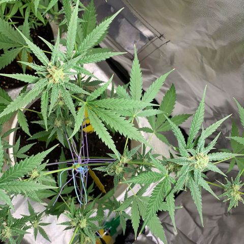 Chronic sonic  growlog timeline photo