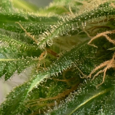 Chronic sonic  growlog timeline photo