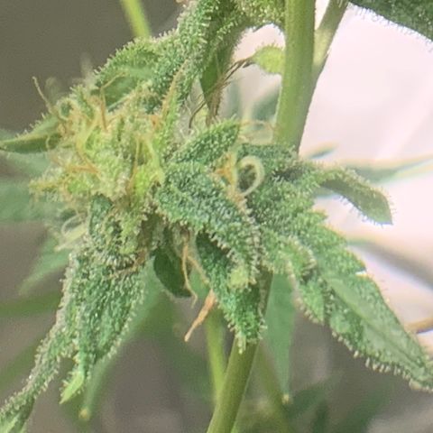 Chronic sonic  growlog timeline photo
