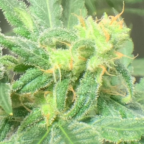 Chronic sonic  growlog timeline photo